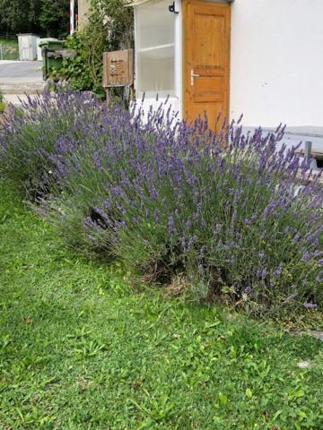 Nid D'Abeilles Apartment Tramelan Bagian luar foto